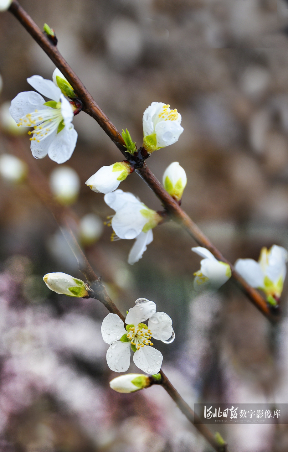 带着雨露的绿桃花