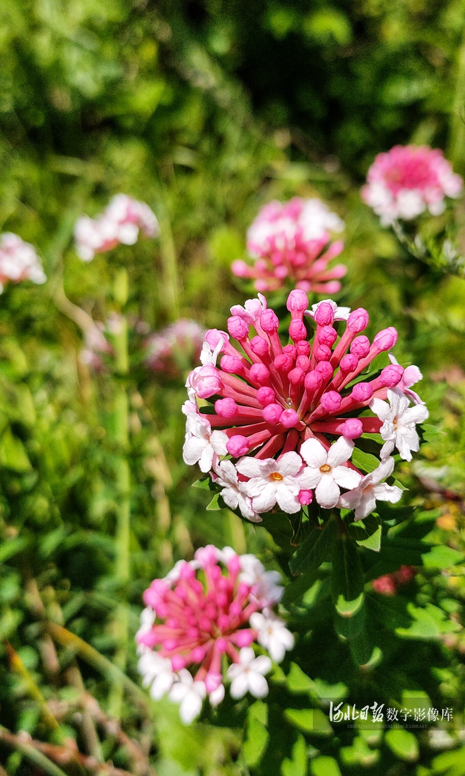 狼毒花.jpeg详情