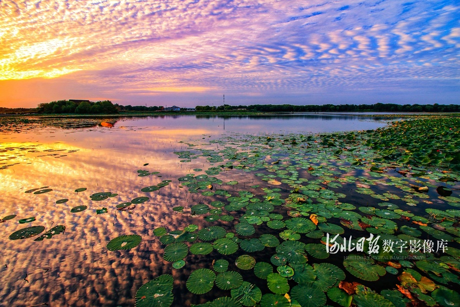 衡水湖景色