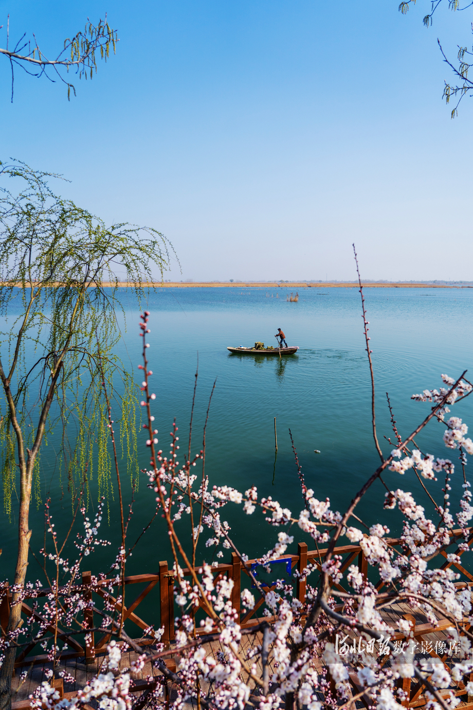 白洋淀之春详情